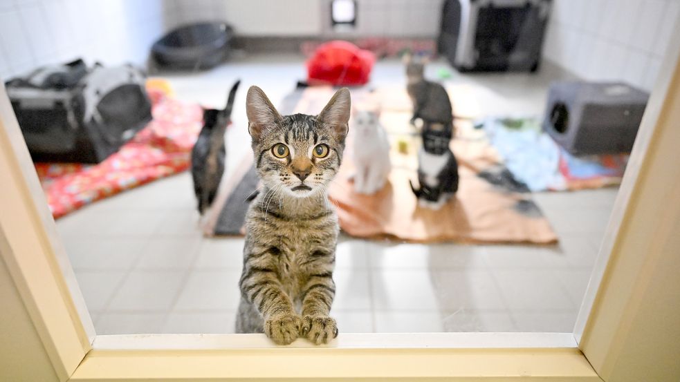 Junge Katzen sind im Tierheim untergebracht. Foto: DPA