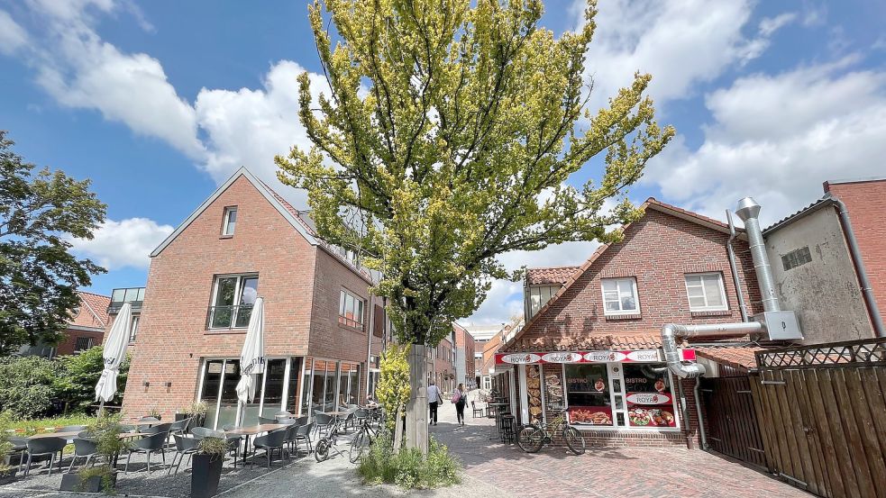 Die Goldulme im Carolinenhof wirkte nach Meinung der Grünen vital und erhaltenswert. Foto: Volker Altrock