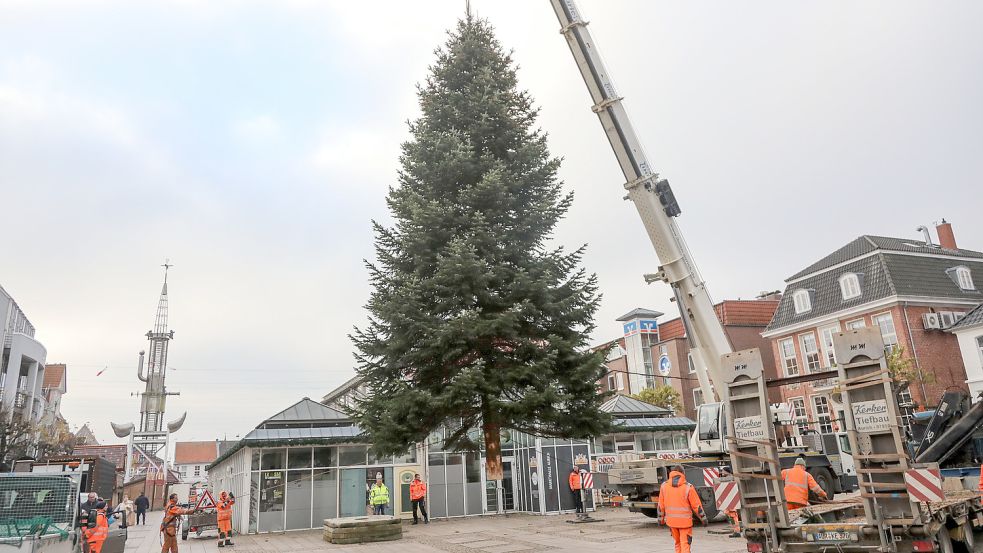 Mit dem Autokran wurde der 15 Meter hohe Weihnachtsbaum auf der Nordseite der Markthalle aufgestellt. Foto: Romuald Banik