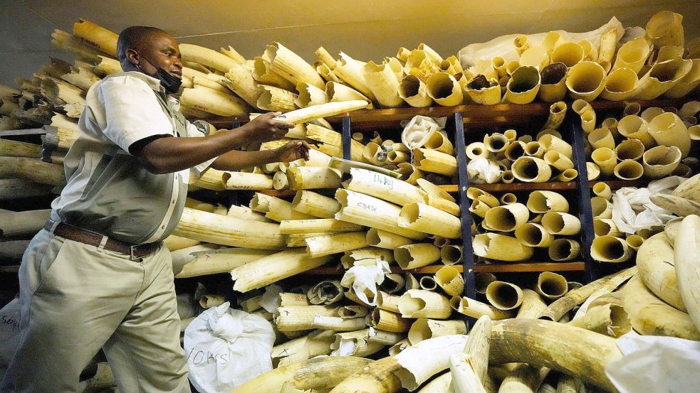 Ein Beamter des Nationalparks von Simbabwe inspiziert einige Elefantenstoßzähne in einem Elfenbeinlager. Foto: Tsvangirayi Mukwazhi/AP/dpa