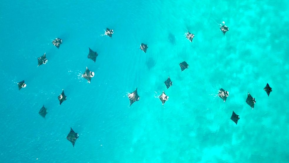 Riffmantas im Meer vor dem Inselparadies Raja Ampat. Rund um das abgelegene Archipel im Indopazifik haben Riffmantas ihr Paradies gefunden. Foto: Edy Setyawan/Waipapa Taumata Rau, University of Auckland./dpa