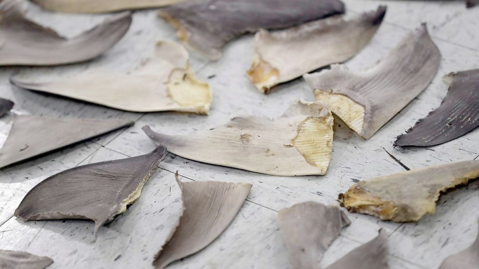 Beschlagnahmte Haifischflossen in Doral im US-Bundesstaat Florida. Foto: Wilfredo Lee/AP/dpa