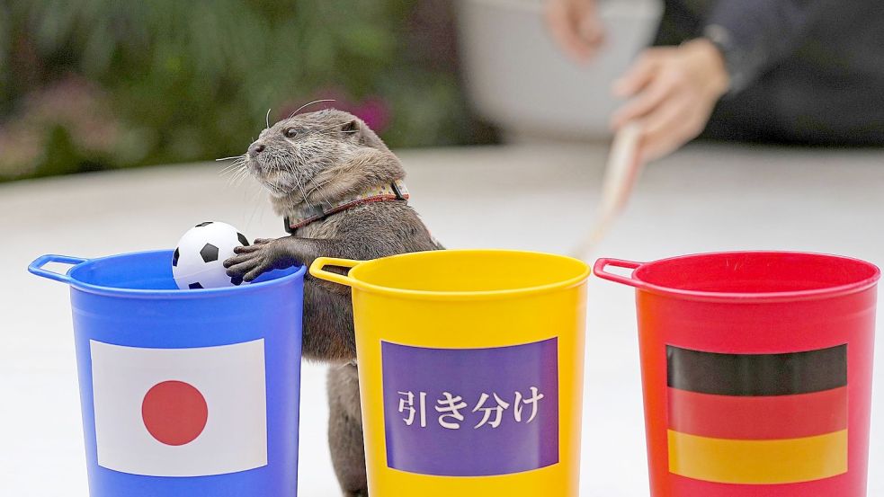 Taiyo, ein Flussotter im Maxell Aqua Park Shinagawa in Tokio, sagte den Sieg Japans gegen Deutschland voraus. Foto: Uncredited/kyodo/dpa