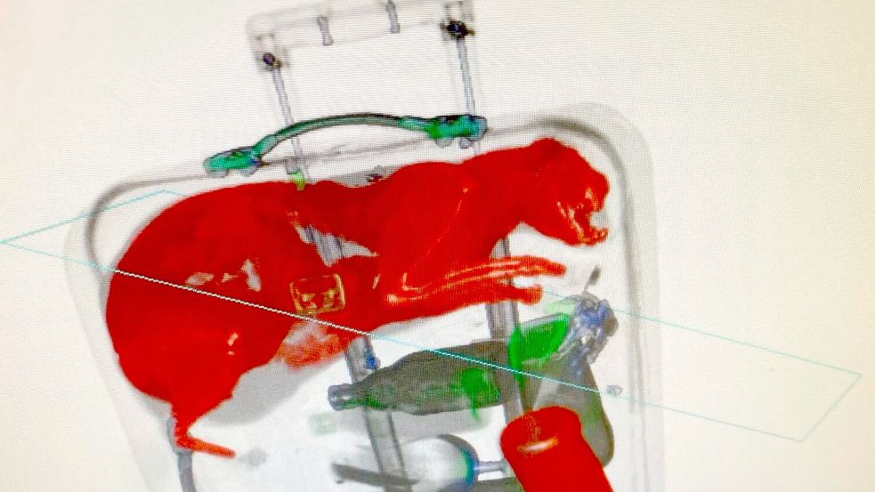 Das Sicherheitspersonal am John F. Kennedy Flughafen in New York hat eine Katze im Koffer eines Passagiers gefunden. Foto: Uncredited/Transportation Security Administration/AP/dpa
