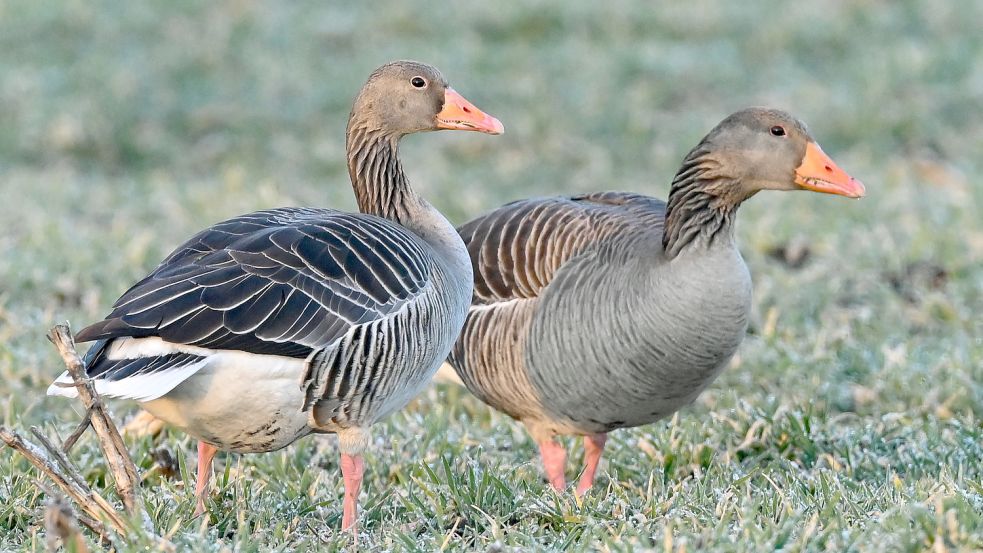 Zwei Graugänse (Anser anser), auch Wildgänse genannt, stehen auf einem Feld. Foto: DPA