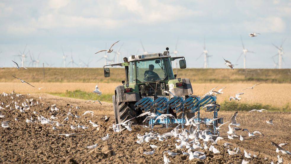 Möwen umkreisen einen Traktor, der einen Acker pflügt. Foto: DPA