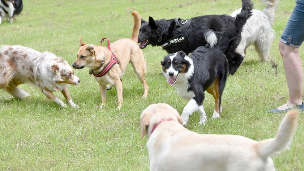 In Osteel hat ein Verein eine private Wiese zu einem Hundeplatz umgestaltet. Der Verein Pfötchenpower aus Norden sucht auch ein Domizil, findet aber keins. Foto: Thomas Dirks