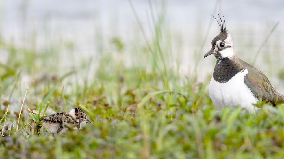 Ein Kiebitz mit einem Jungen. In den Engerhafer Meeden soll ein neues Brutgebiet für die Vögel entstehen. Foto: DPA