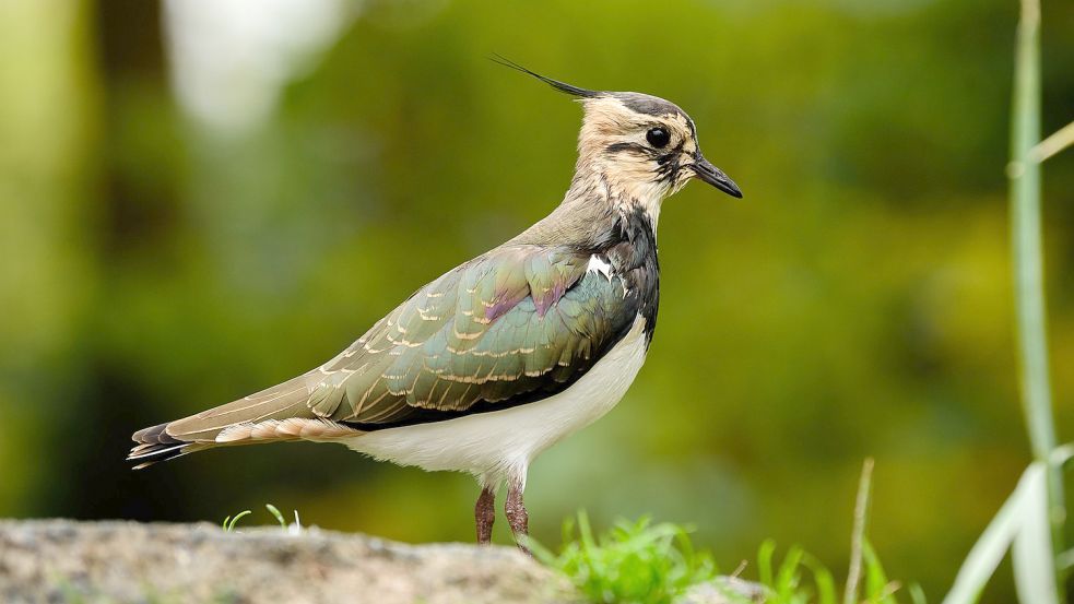 Ein Kiebitz. 2015 wurde der Bodenbrüter auf die Internationale Rote Liste gefährdeter Vogelarten gesetzt. In Südbrookmerland sollen 18 Brutpaare umziehen. Ob das klappt, ist ungewiss. Foto: DPA