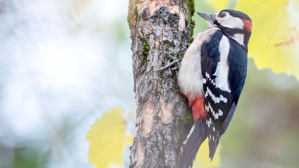 Ein Buntspecht sitzt an einem Baumstamm. Foto: DPA