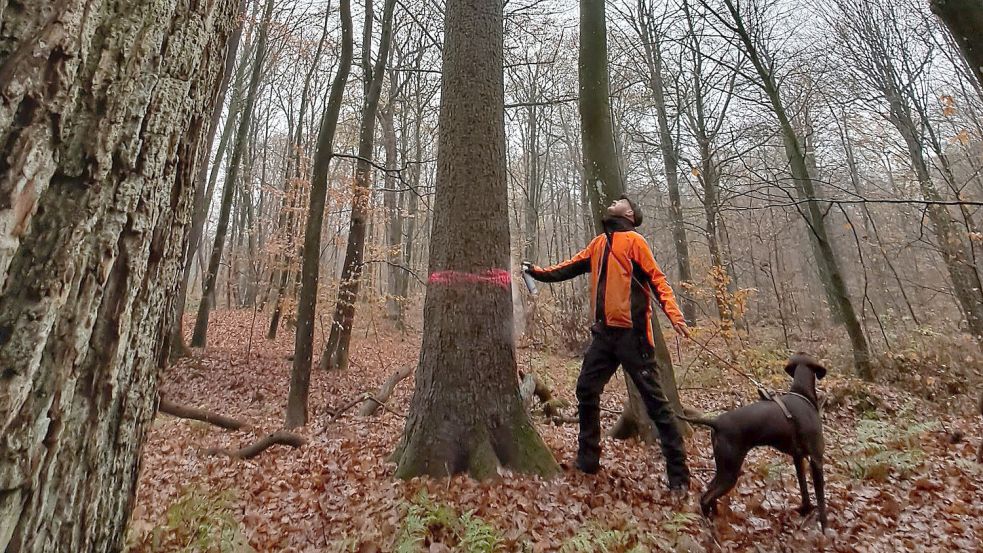 Ein Baum wird für die Ernte markiert. Foto: Landforsten