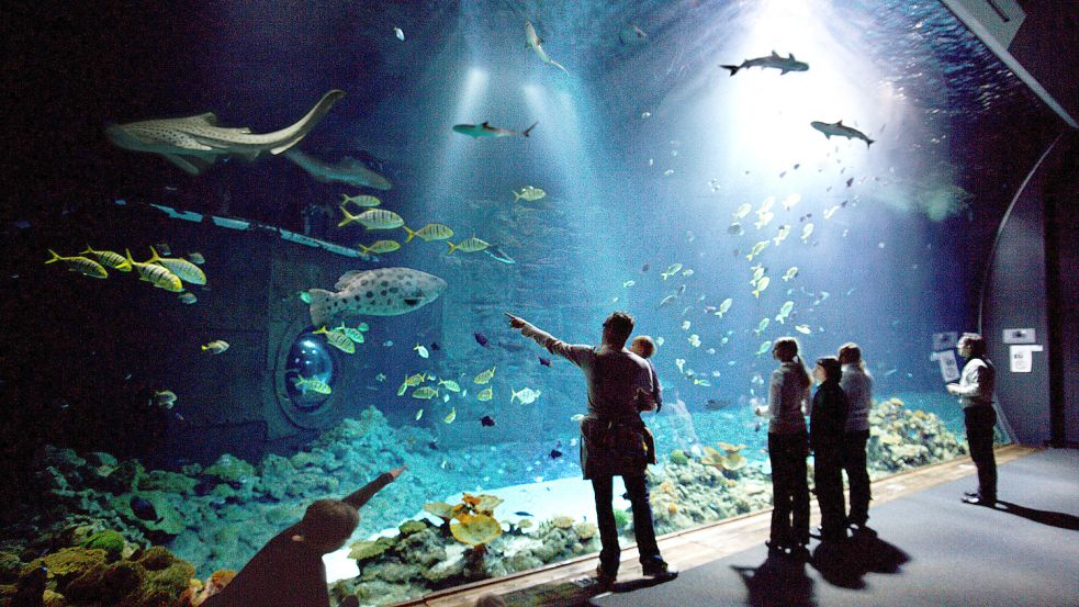 Das große Hai-Atoll im Tropen-Aquarium vom Tierpark Hagenbeck. Die Glasscheibe ist konkav gewölbt. Foto: Hagenbecks Tierpark