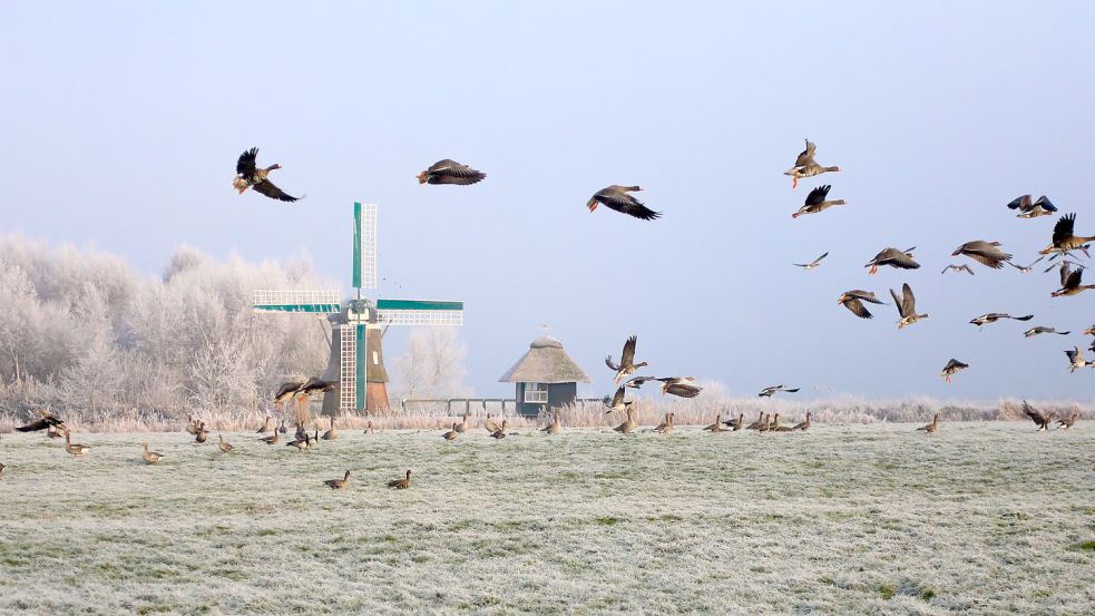 Gänse am Großen Meer. Foto: Romuald Banik