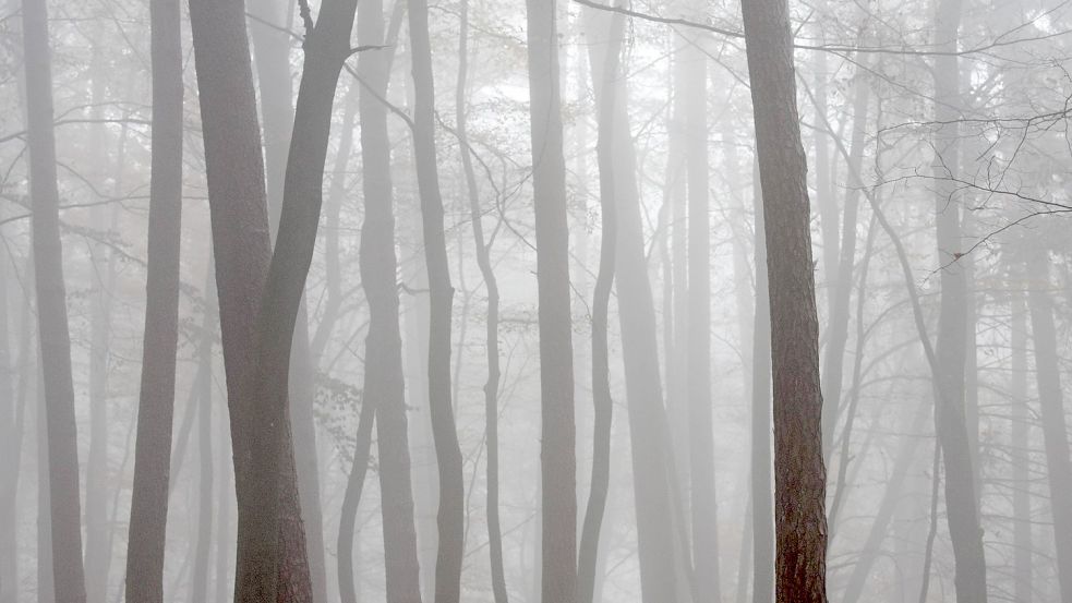 Wie bereitet man den deutschen Wald auf den Klimawandel vor? Forstexperte Bode rät zum Dauerwald. Foto: imago-images/imageBROKER/alimdi/Arterra