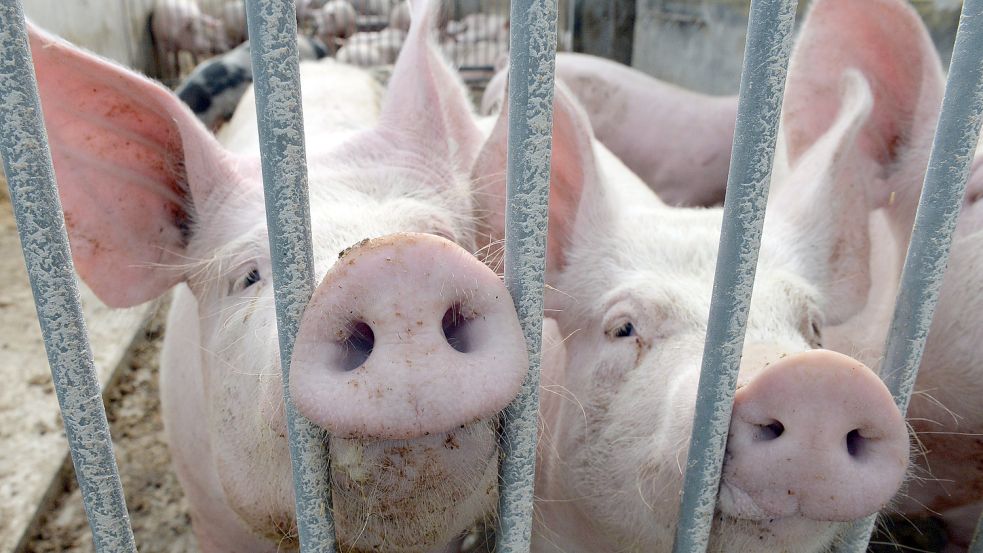 Nur etwa ein Prozent der Schweine in Deutschland wird nach Bio-Vorgaben halten. Zum zweiten Mal binnen weniger Monate fällt ein großer Biohof in Niedersachsen mit mutmaßlichen Verstößen negativ auf. Bioland hat beide Höfe gekündigt, die Justiz ist eingeschaltet. Foto: dpa/Maurizio Gambarini