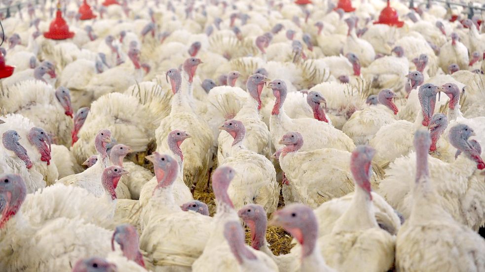 Im Landkreis Cloppenburg ist ein weiterer Ausbruch der Geflügelpest nachgewiesen worden. Betroffen ist ein Betrieb in Garrel mit 22.000 Tieren. Foto: Carmen Jaspersen