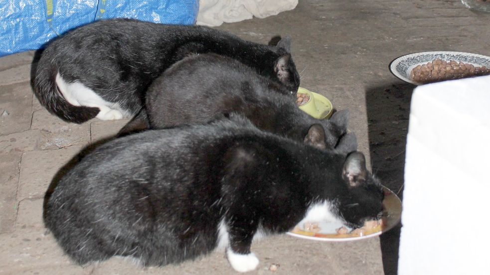 Bei typischen Geräuschen warten die Katzen schon auf einen leckeren Happen. Foto: Karin Böhmer