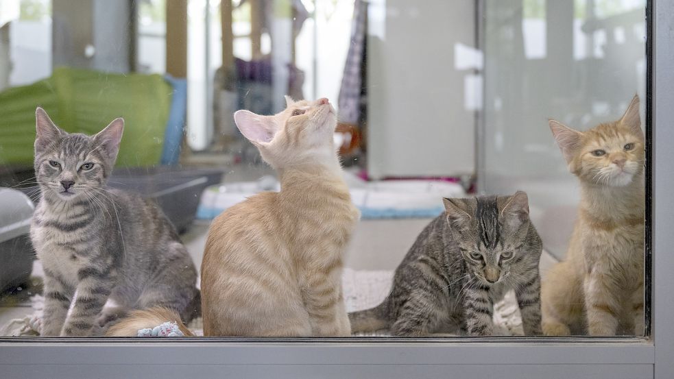 Die Versorgung von Katzen und anderen notleidenden Tieren haben sich die Aktiven Tierfreunde Norden zur Aufgabe gemacht. Foto: DPA