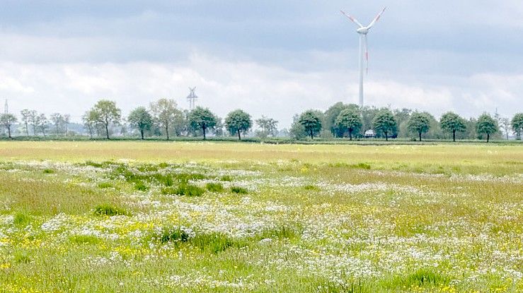 Laut „Bilanz“ ist die Blitzniederung eines der wichtigsten Wiesenvogelbrutgebiete in Deutschland. Foto: privat