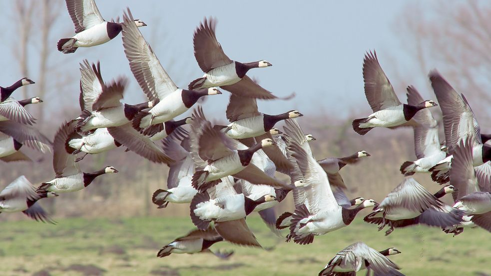 Nonnengänse und andere Wildvögel sowie Wildtiere reagieren empfindlich auf Feuerwerk an Silvester. Die Fluchtreaktionen können viele Tage andauern und kosten die Tiere lebensnotwendige Energiereserven. Foto: Hajo Schaffhäuser