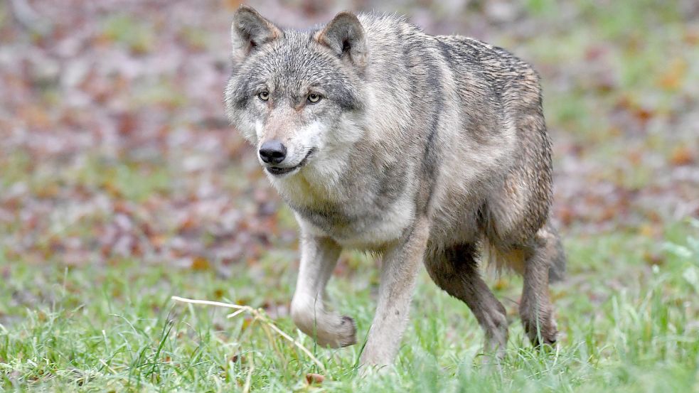 Ein Wolf streift durch die Landschaft. Foto: Carsten Rehder/DPA