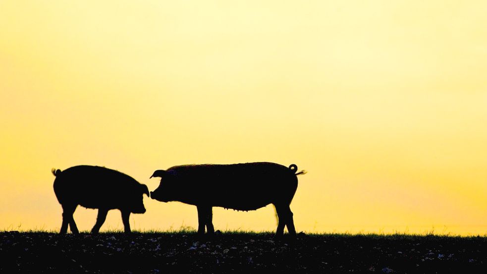 Die Schweinehaltung in Deutschland erlebt einen Niedergang. Die Krise rund ums Schwein in der Landwirtschaft wird sich auch 2023 fortsetzen. Foto: Imago Images/robertharding