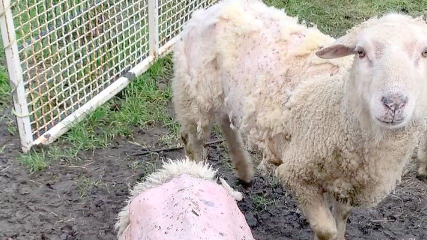 Schafe haben große kahle Stellen. Foto: privat