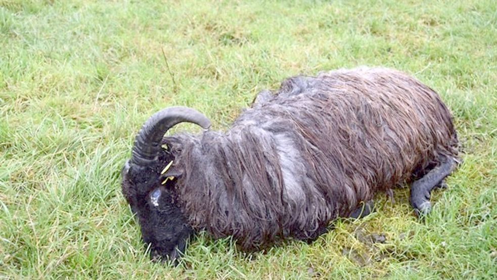 Dieses tote und äußerlich unverletzte Schaf lag auf der Weide. Im Augenwinkel ist ein Ausfluss zu erkennen. Foto: privat