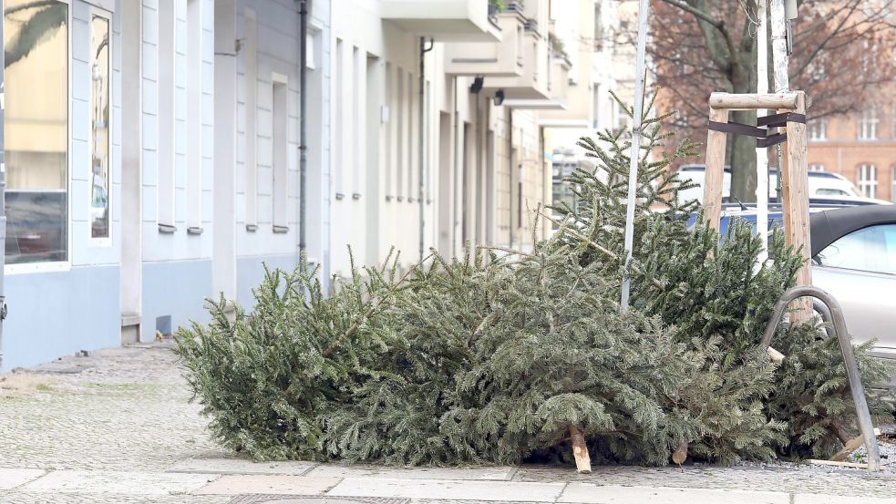 Beim Entsorgen des Weihnachtsbaumes gibt es einige Regeln zu beachten. Wer sich nicht daran hält, muss gegebenenfalls tief ins Portmonee greifen. Foto: imago images/Sabine Gudath