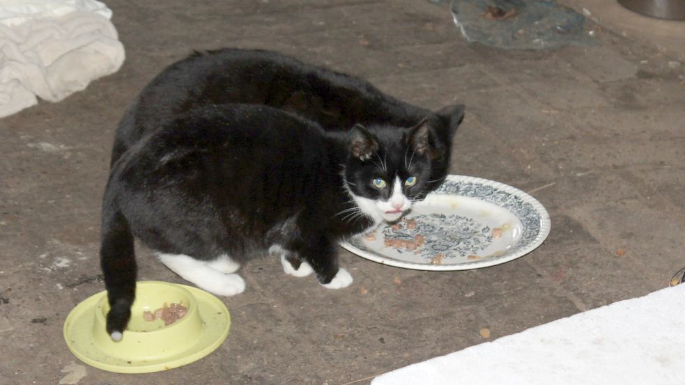 Die Katzen vom Heideweg in Leezdorf sind inzwischen untergebracht und zum Teil schon umgezogen. Foto: Karin Böhmer