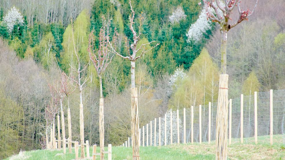 Bäume werden häufig gepflanzt, um CO2-Emissionen zu kompensieren. Foto: imago images/Action Pictures