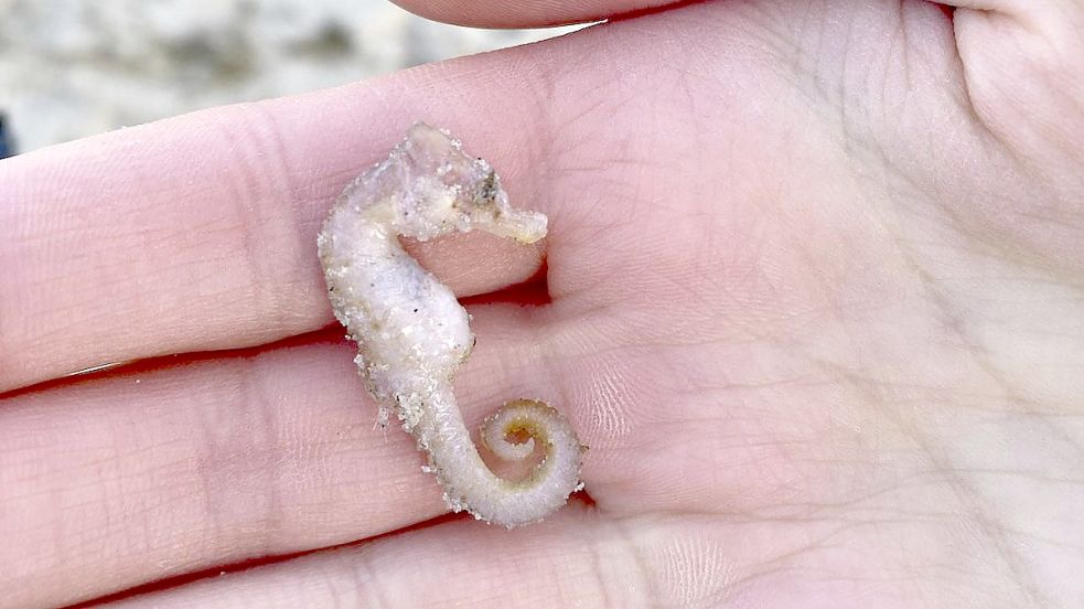 Dieses tote kurzschnäuzige Seepferdchen (Hippocampus hippocampus) wurde im Januar 2022 am Nordoststrand von Wangerooge entdeckt. Foto: Timon Hülsmann/Mellumrat