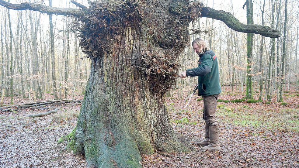 Viereinhalb Meter misst der Umfang der Königseiche von Ihlow, misst Matthias Bergmann. Am Stamm zeugen Wucherungen von Viehbissen, als im Wald noch Vieh geweidet wurde. Foto: Gerd-Arnold Ubben