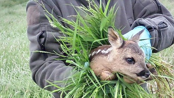 Ein gerettetes Kitz auf dem Arm eines Helfers. Foto: privat