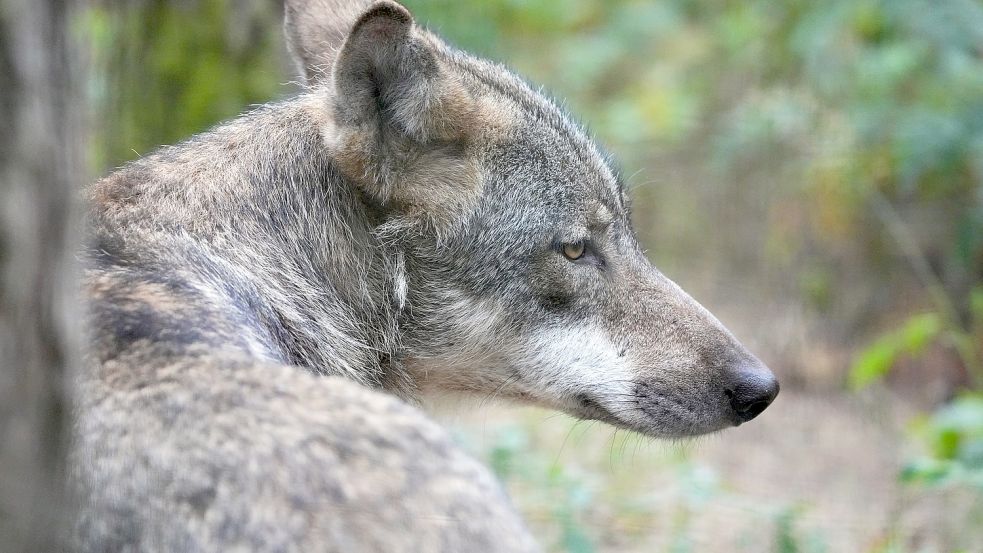 Keine weiteren Nutztierrisse, aber Hinweise auf die Anwesenheit eines Wolfes gab es noch. Foto: DPA