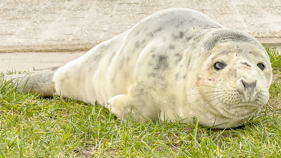 Das Kegelrobbenmädchen Grietje wurde in Bensersiel gefunden. Foto: Nicolai Heise/Marketing Esens-Bensersiel Tourismus GmbH