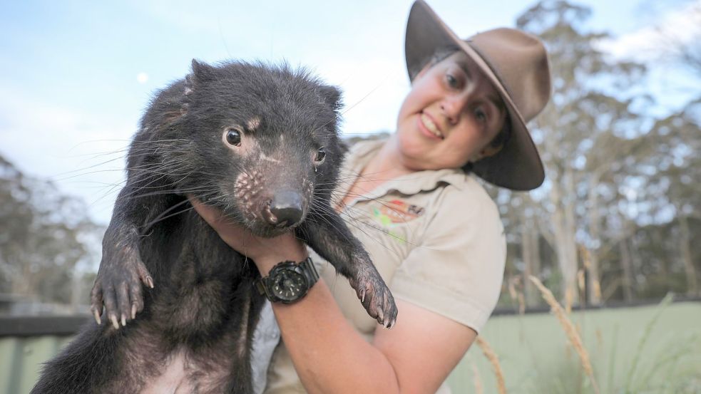 Kuratorin Kelly Davis zeigt den Tasmanischen Teufel Lucas. Foto: -/Aussie Ark/dpa
