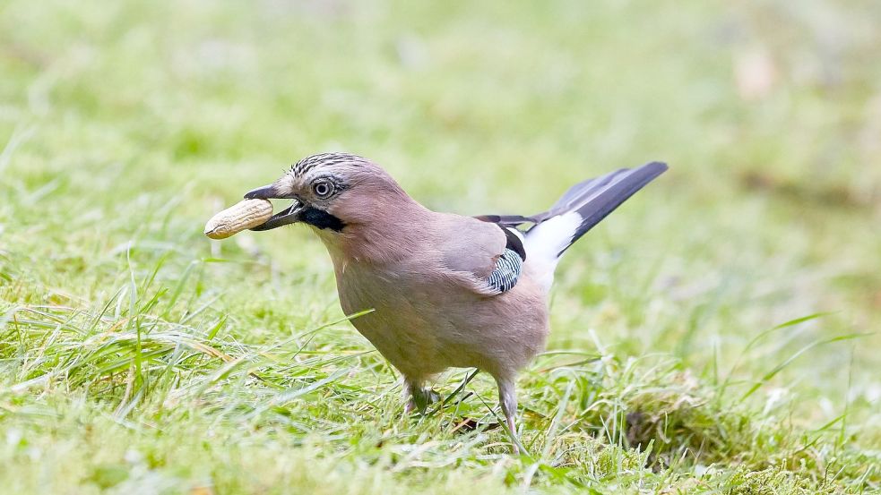 Ein Eichelhäher (Garrulus glandarius) hält in einem Garten in Hamburg eine Erdnuss in seinem Schnabel. Foto: Georg Wendt/dpa