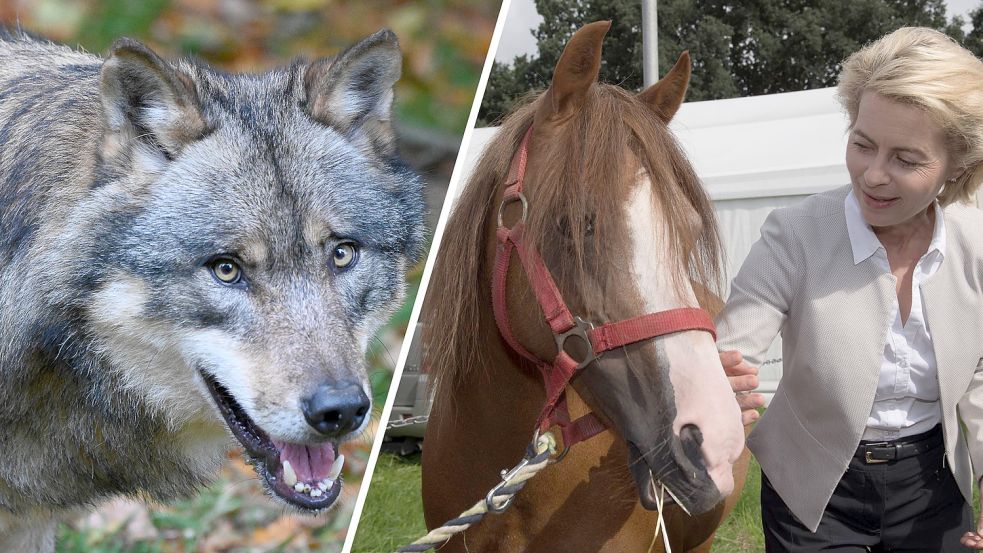 Ein Wolf hatte im September 2022 das Pony Dolly von EU-Kommissionspräsidentin Ursula von der Leyen getötet. Die Abschussgenehmigung für den Problemwolf mit der Kennung GW950m läuft nun Ende Januar aus und soll nicht verlängert werden. Foto: dpa/Swen Pförtner, imago images/Nordphoto