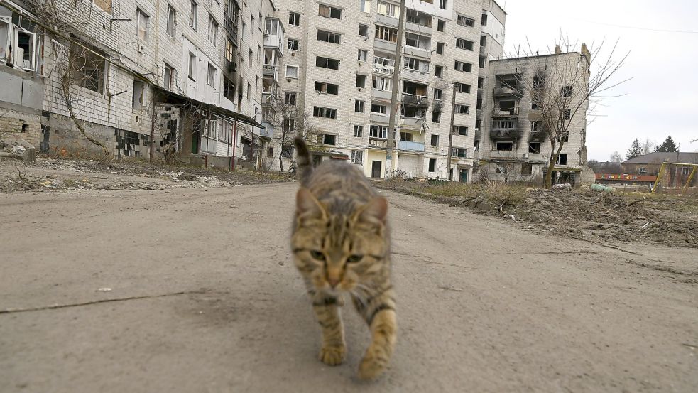 In Paris wurde eine Katze von einem Zug überfahren. Foto: dpa/Lehtikuva
