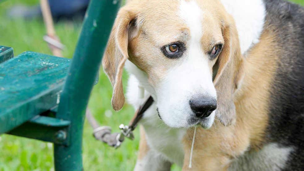 Ein Hund sitzt bei Regenwetter neben einem Gartenstuhl. Foto: DPA