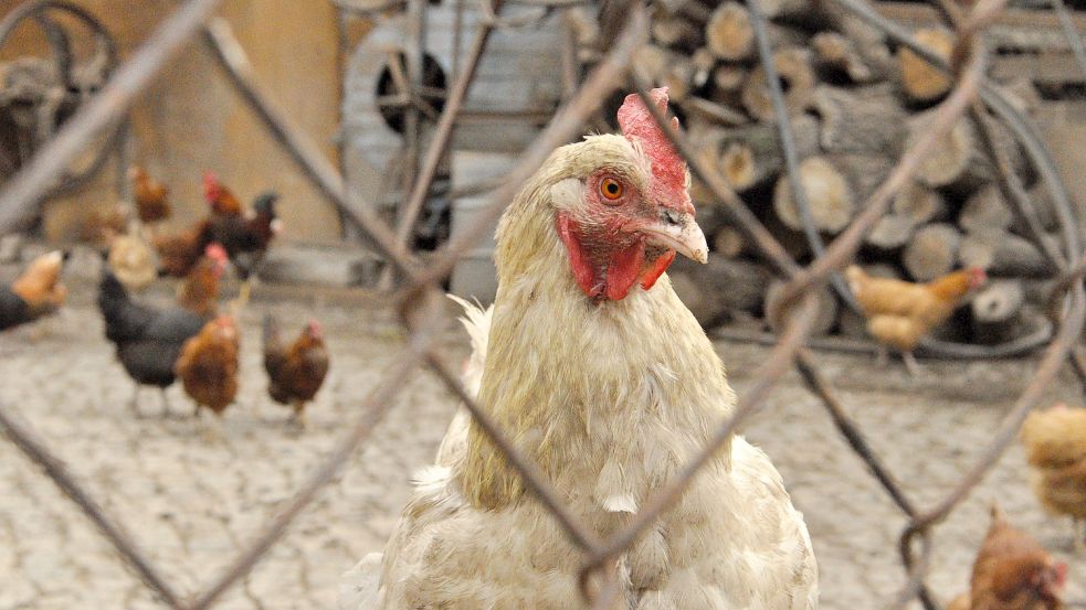 Droht mit der Vogelgrippe die nächste Pandemie? Foto: Unsplash/Kristin Snippe