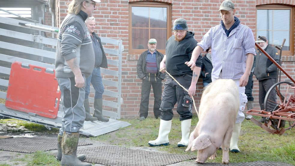 Das Schwein schnüffelt vor seiner Schlachtung auf dem Boden. Foto: Franziska Otto