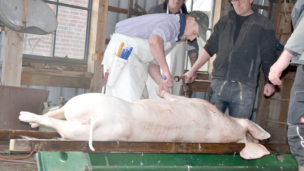 Das Schwein liegt auf einer Leiter und wird gesäubert. Foto: Franziska Otto