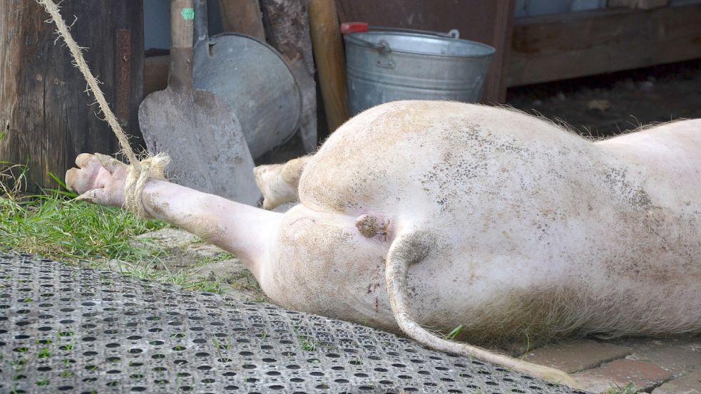 Nach dem Bolzenschuss liegt das Schwein auf dem Boden. Foto: Franziska Otto