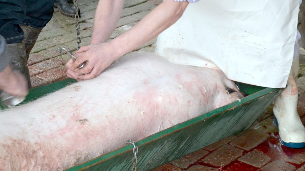Die Borsten werden mit Metallwerkzeugen abgeschabt. Foto: Franziska Otto
