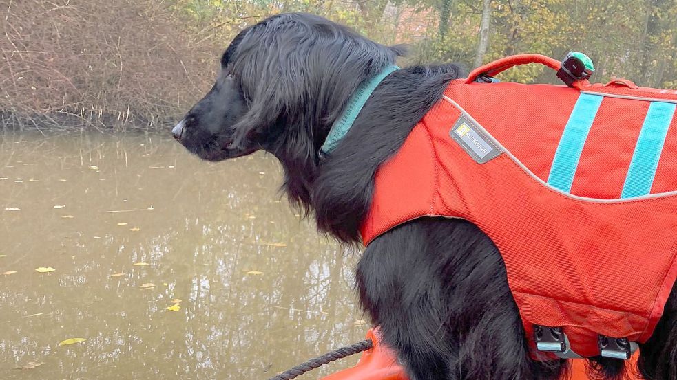 Auch mit Hunden wurde schon nach der Vermissten gesucht. Foto: Hundstaffel Ems-Jade