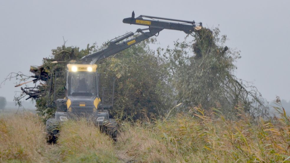 In Abelitz wurden im vergangenen Herbst Büsche und Bäume abgeholzt. Foto: Franziska Otto