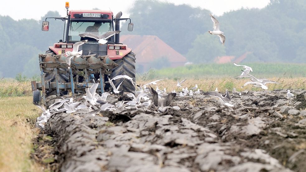 Ohne schweres Gerät geht es in der Landwirtschaft nicht. Hier pflügt ein Traktor ein Feld bei Hinte. Nach dem Ernten der Gerste ist die oberste Schicht des kleiehaltigen, schweren Bodens so gut wie tot. Durch das Umpflügen wird das nährstoffhaltige Erdreich an die Oberfläche transportiert. Der Acker wird so auf die Einsaat für das Wintergetreide vorbereitet. Foto: DPA