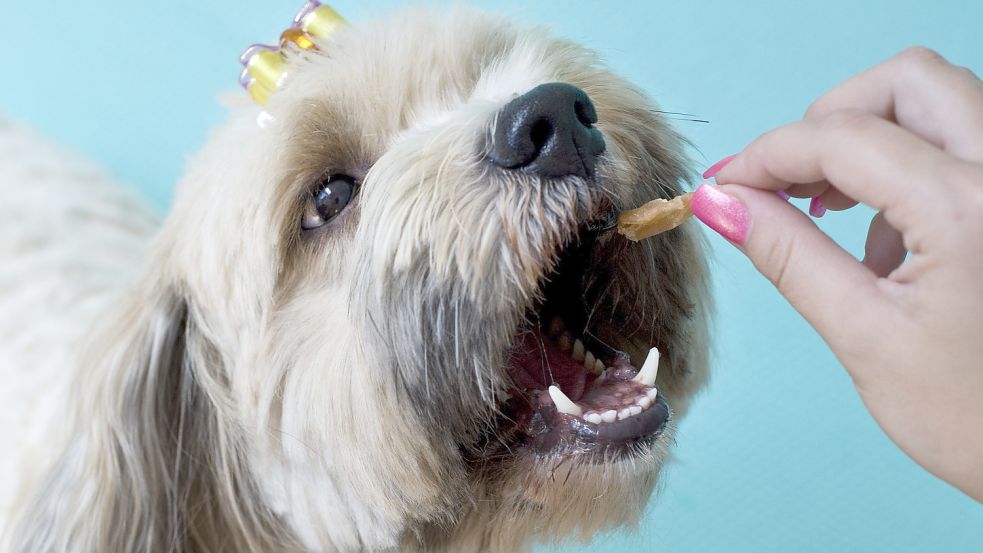 Rüde „Rufus“ wird mit einem Leckerli belohnt. Foto: DPA